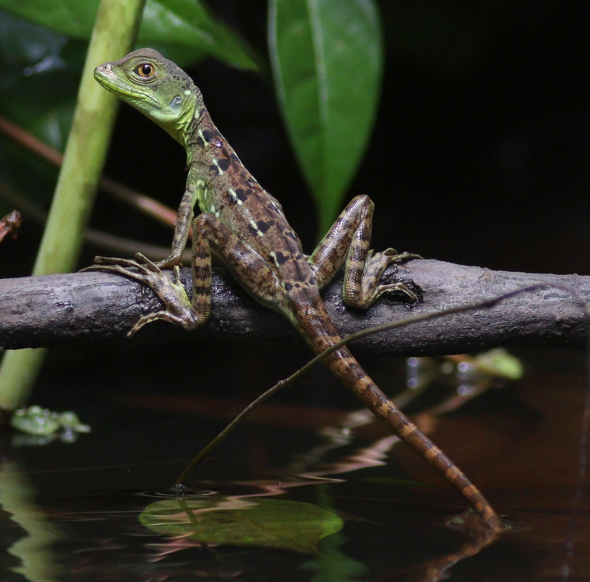 Image of Green Basilisk