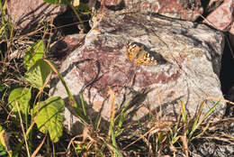 Plancia ëd Vanessa cardui