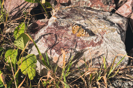 Plancia ëd Vanessa cardui