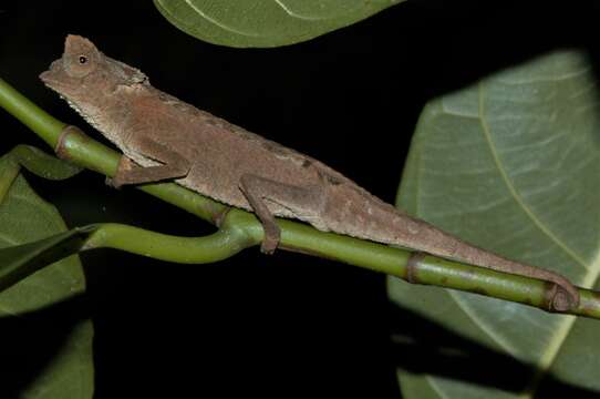 Image of Plated Leaf Chameleon