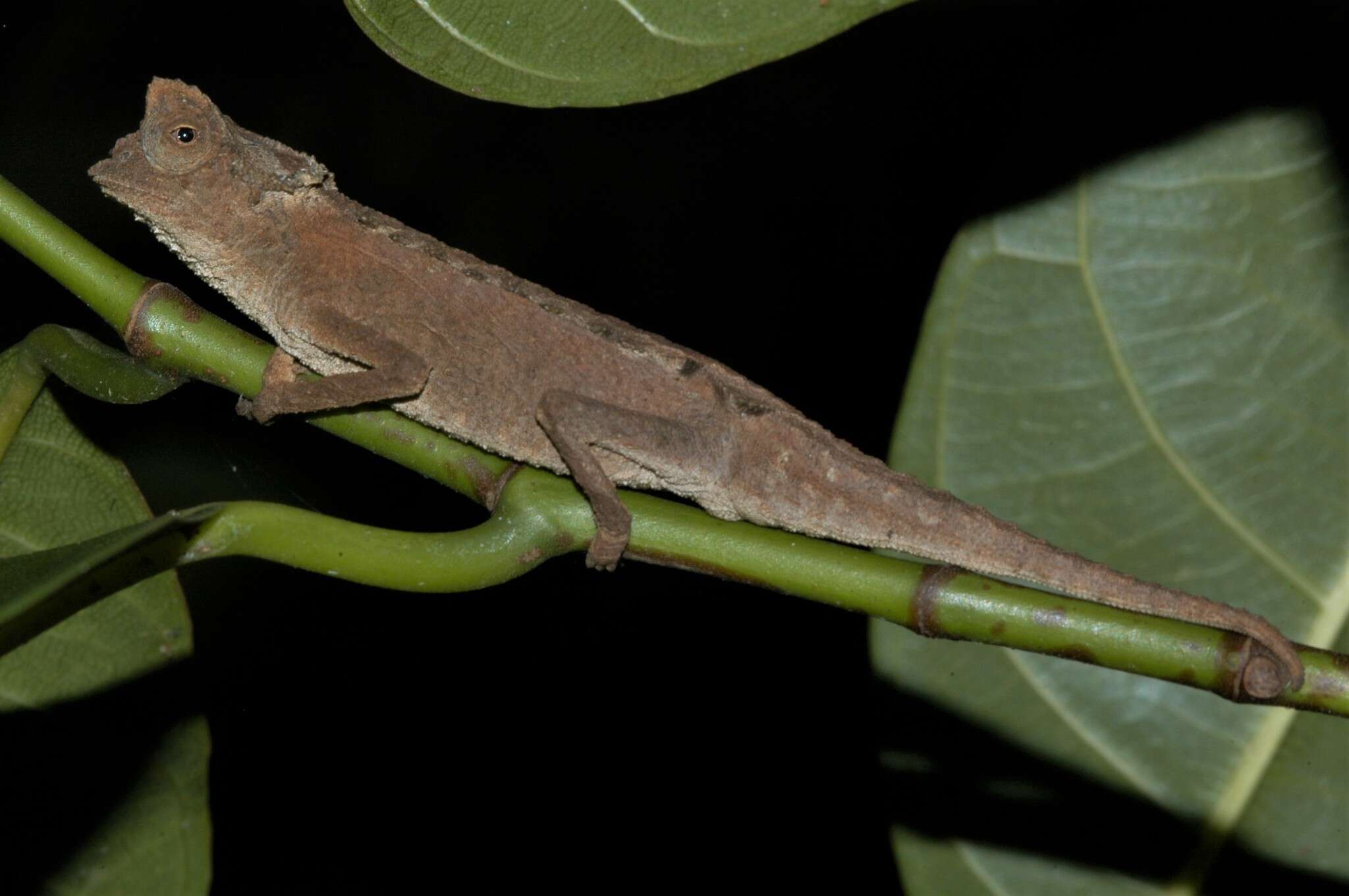 Image of Plated Leaf Chameleon