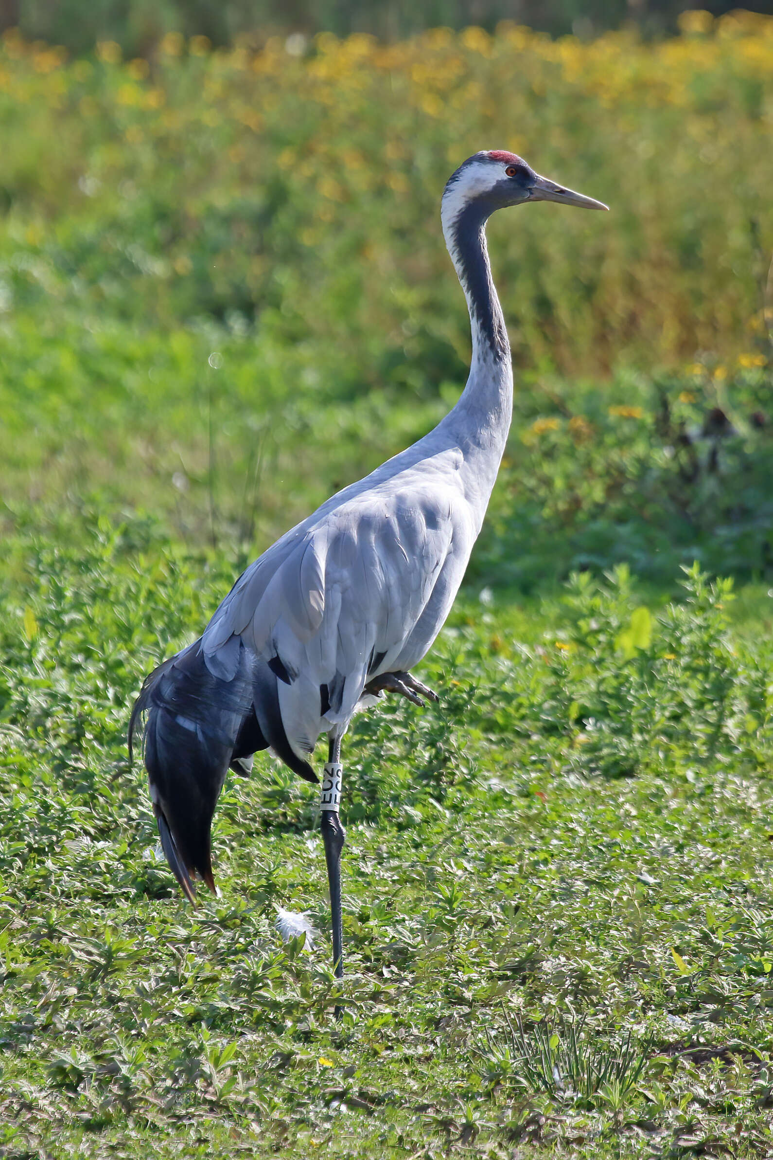 Image of Common Crane