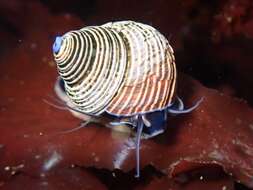 Image de Calliostoma ligatum (Gould 1849)