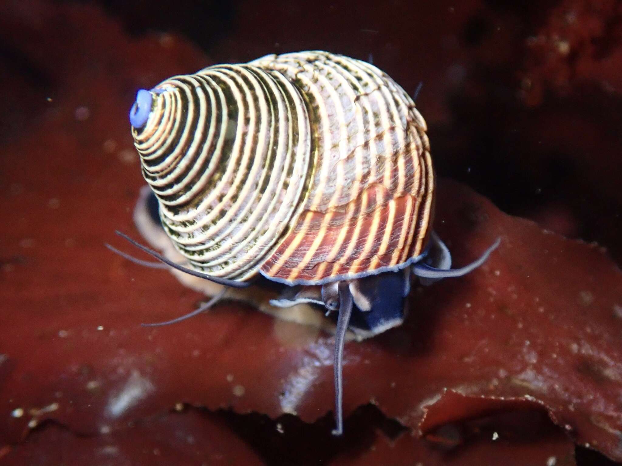 Image of Blue Top Snail