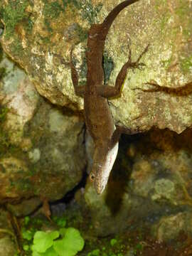 Image of Sagua de Tanamo  Anole