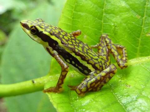 Image of harlequin frogs