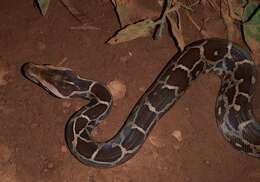 Image of Asiatic rock python