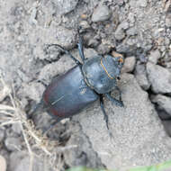 Image of Stag beetle