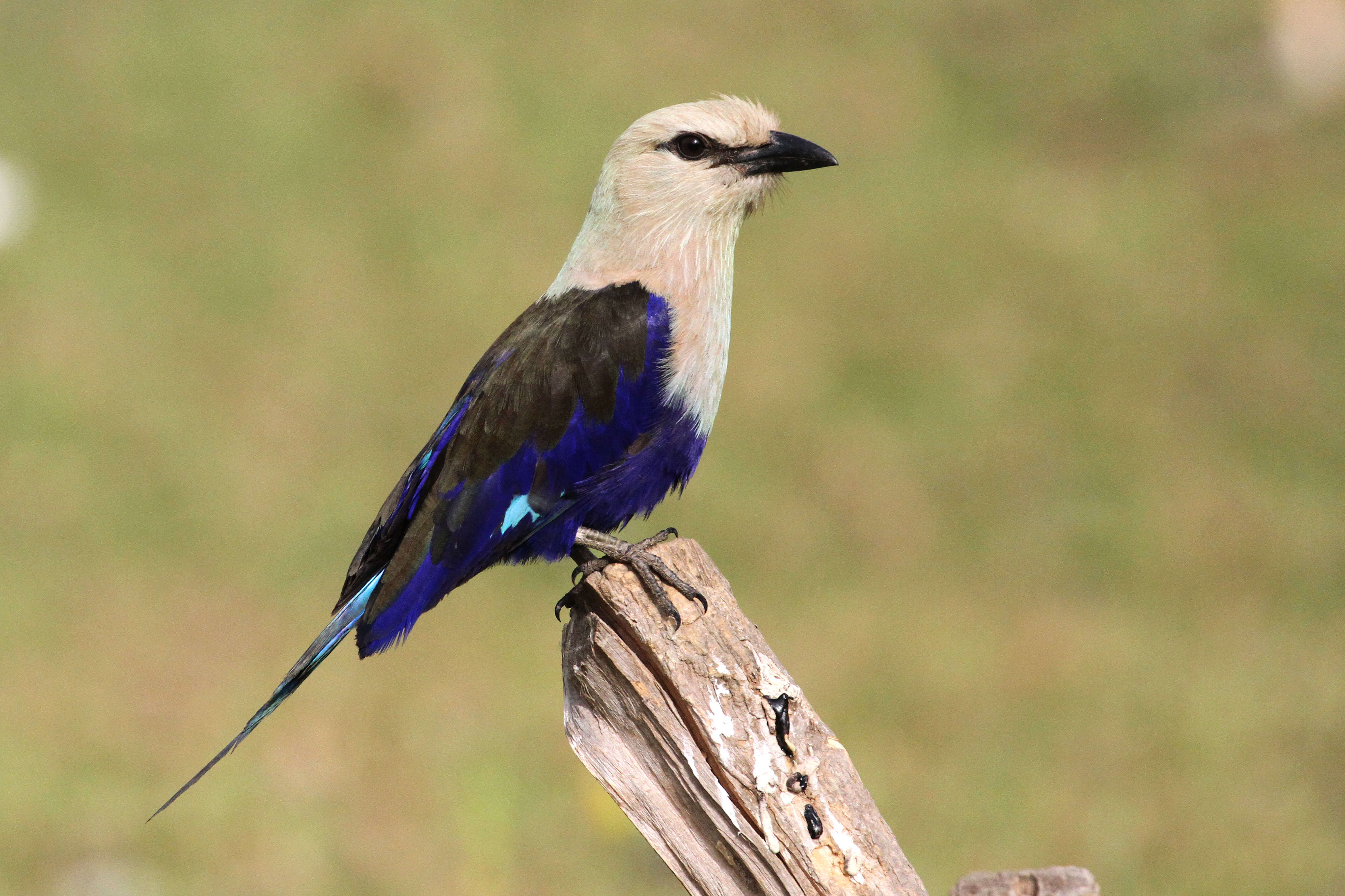 Image of Blue-bellied Roller