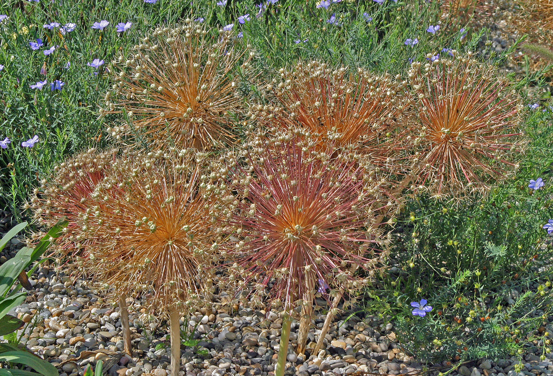 Image of Allium giganteum Regel