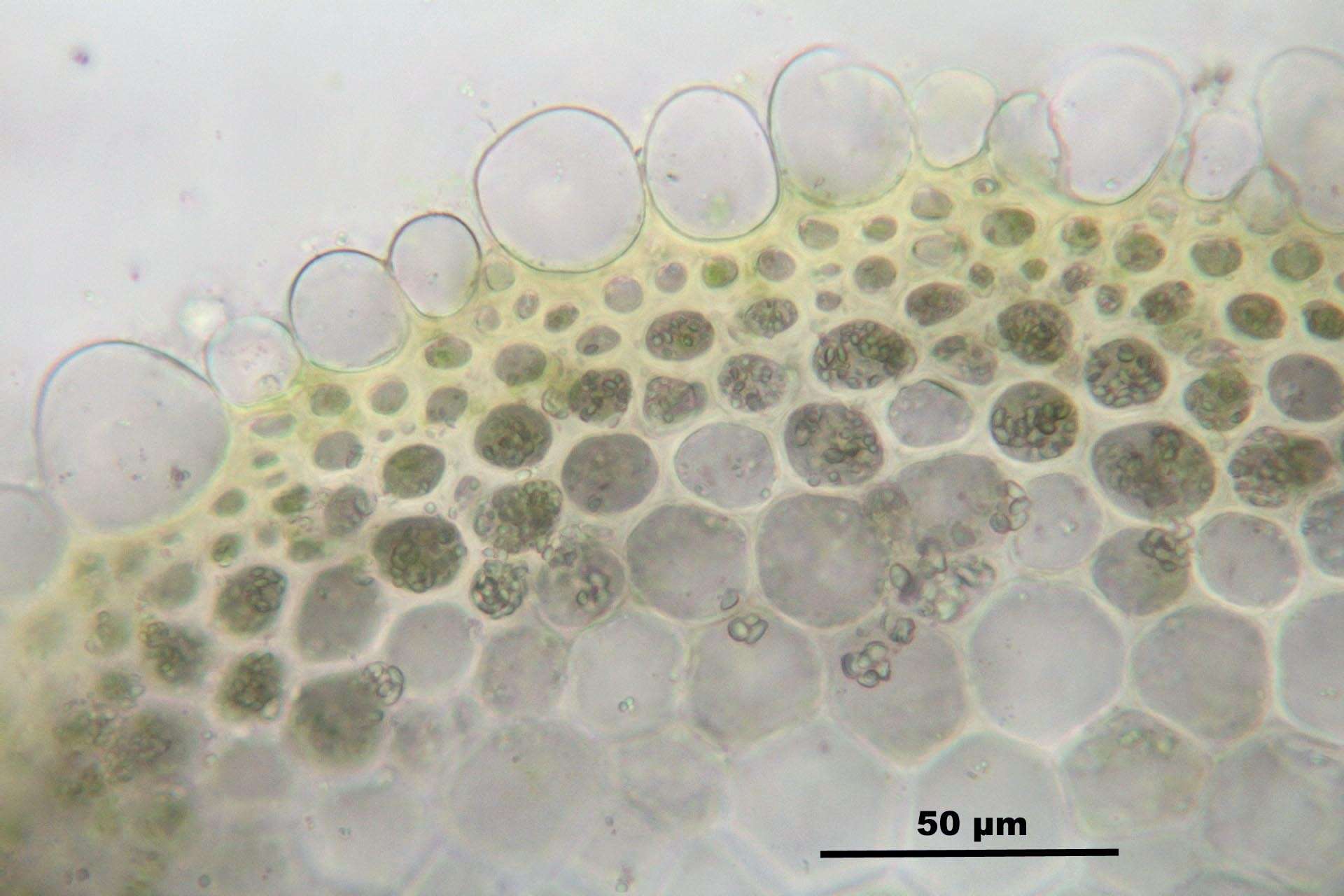 Image of calliergonella moss