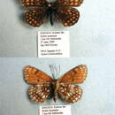 Image of Melitaea britomartis