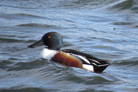 Image of Anas americanus lato rostro