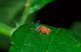 Image of Trombidium holosericeum