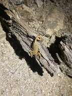 Image of Arizona Bark Scorpion