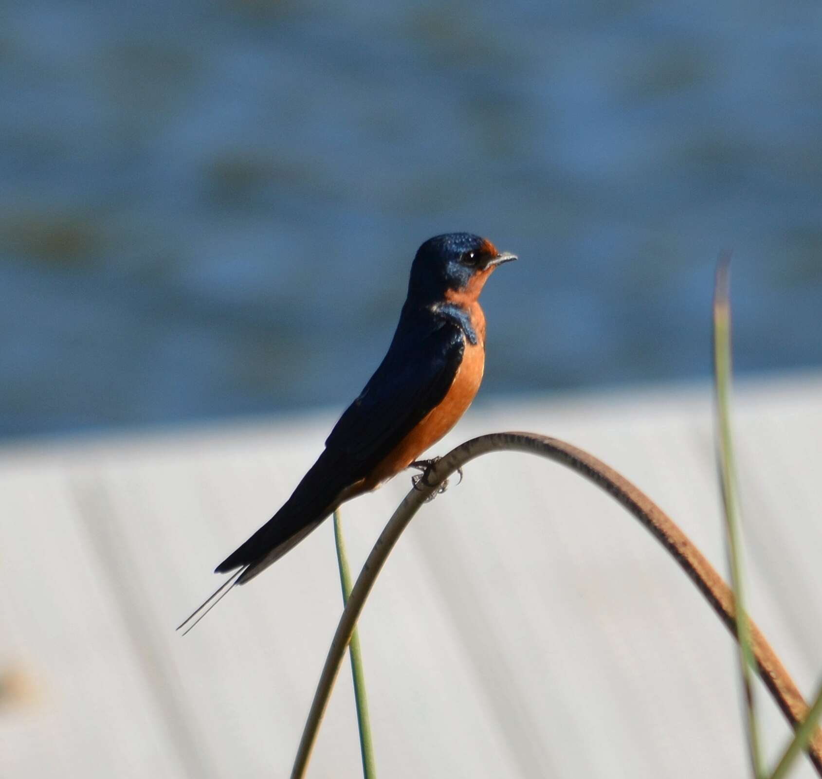 Image of Hirundo Linnaeus 1758