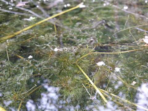 Image of western waterweed