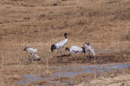 Слика од Grus nigricollis Przewalski 1876