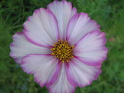 Image of garden cosmos