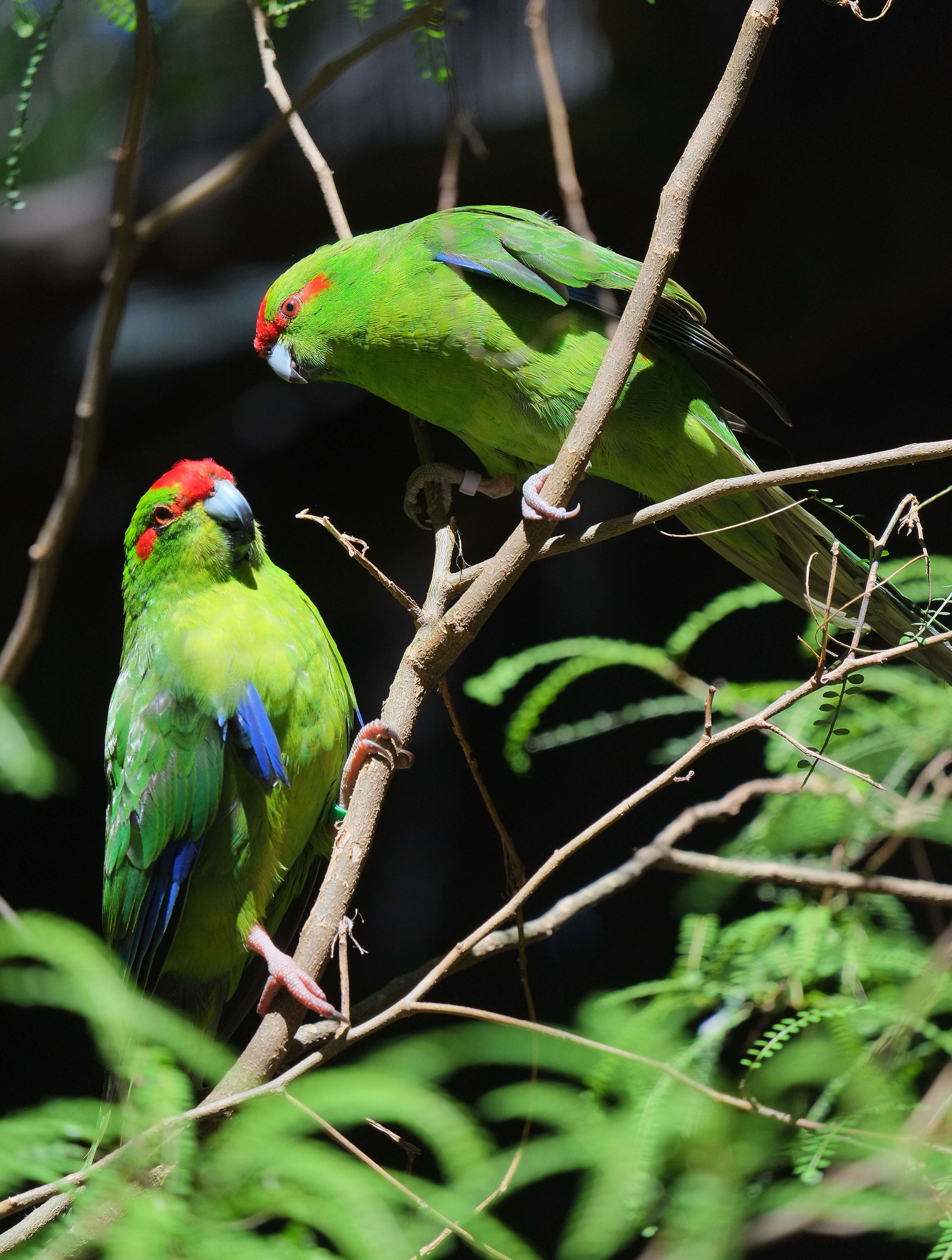 Image of Antipodes Green Parakeet