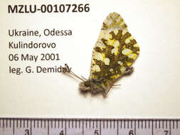 Image of Euchloe ausonia (Hübner (1804))