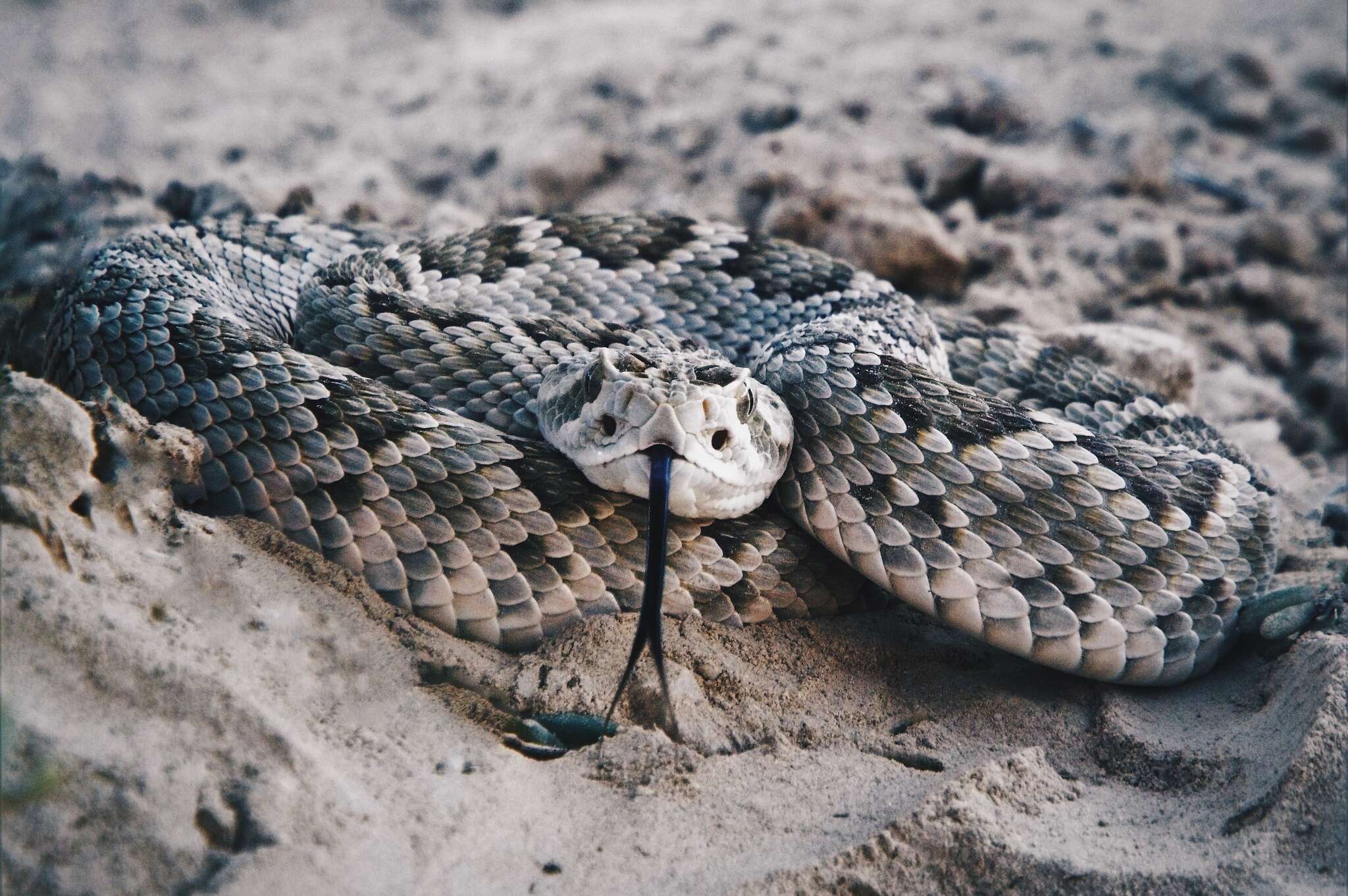 Image of Mohave Rattlesnake