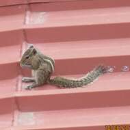 Image of Indian palm squirrel