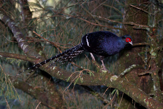 Image of Mikado Pheasant