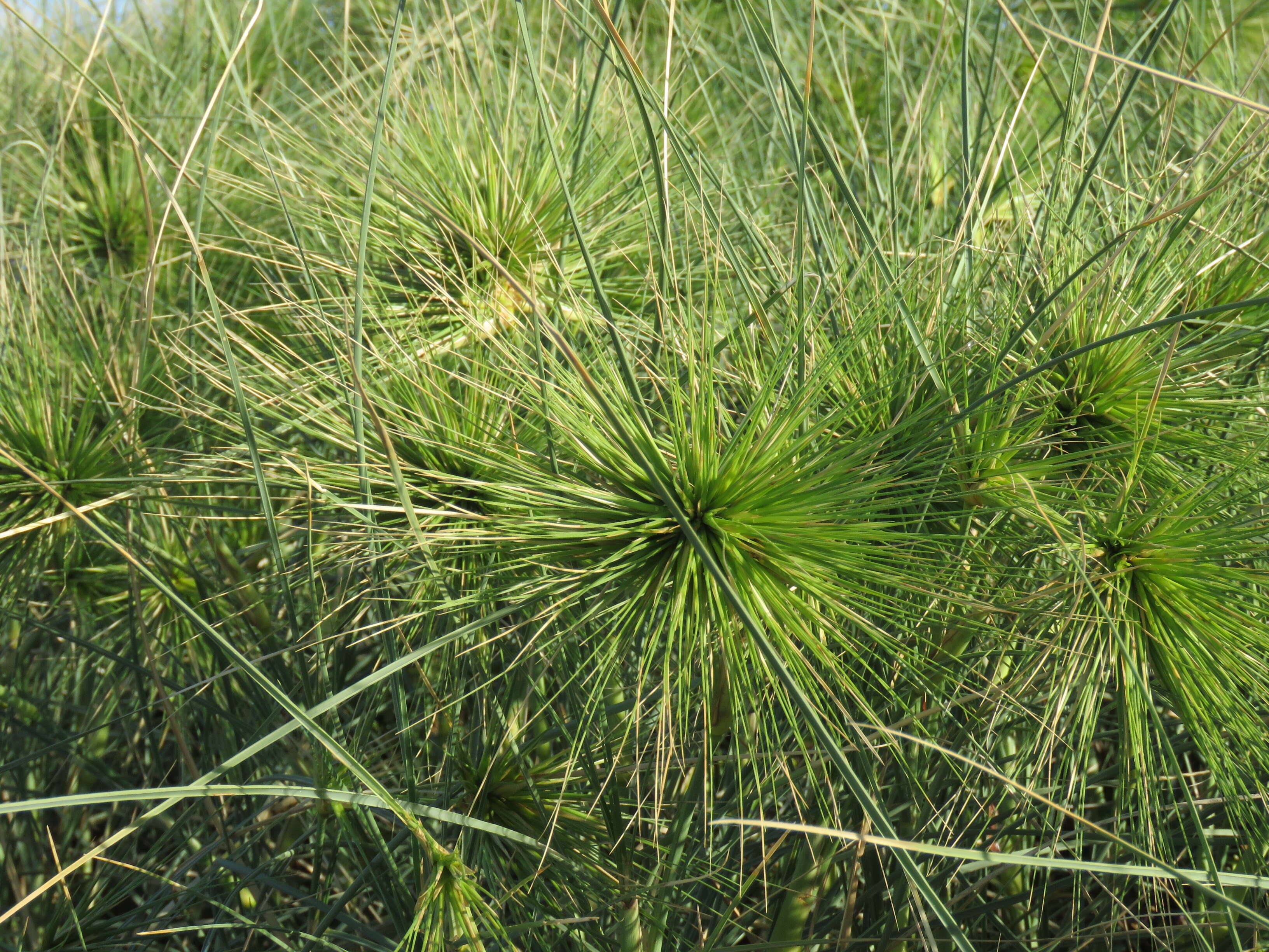 Imagem de Spinifex longifolius R. Br.