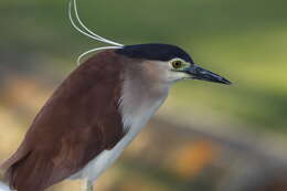 Image of Nankeen Night Heron