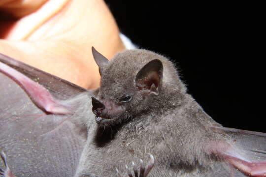 Image of Gray Long-tongued Bat