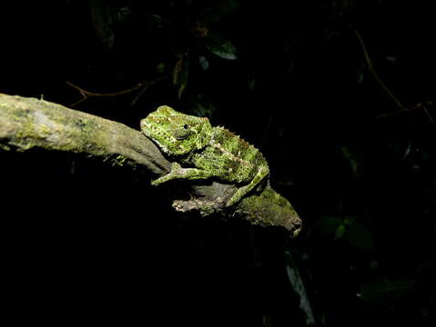 Image of Blue-legged chameleon