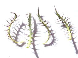 Image of Cage thistle