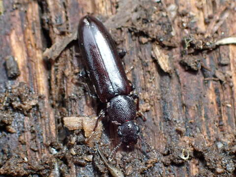 Image of conifer bark beetles