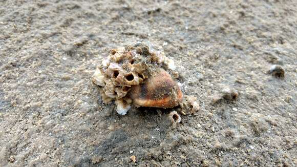 Image of Striped barnacle