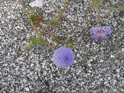 Image of Trachymene coerulea R. Grah.