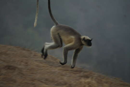 Image of Semnopithecus hypoleucos