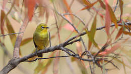 Image of Cape White-eye