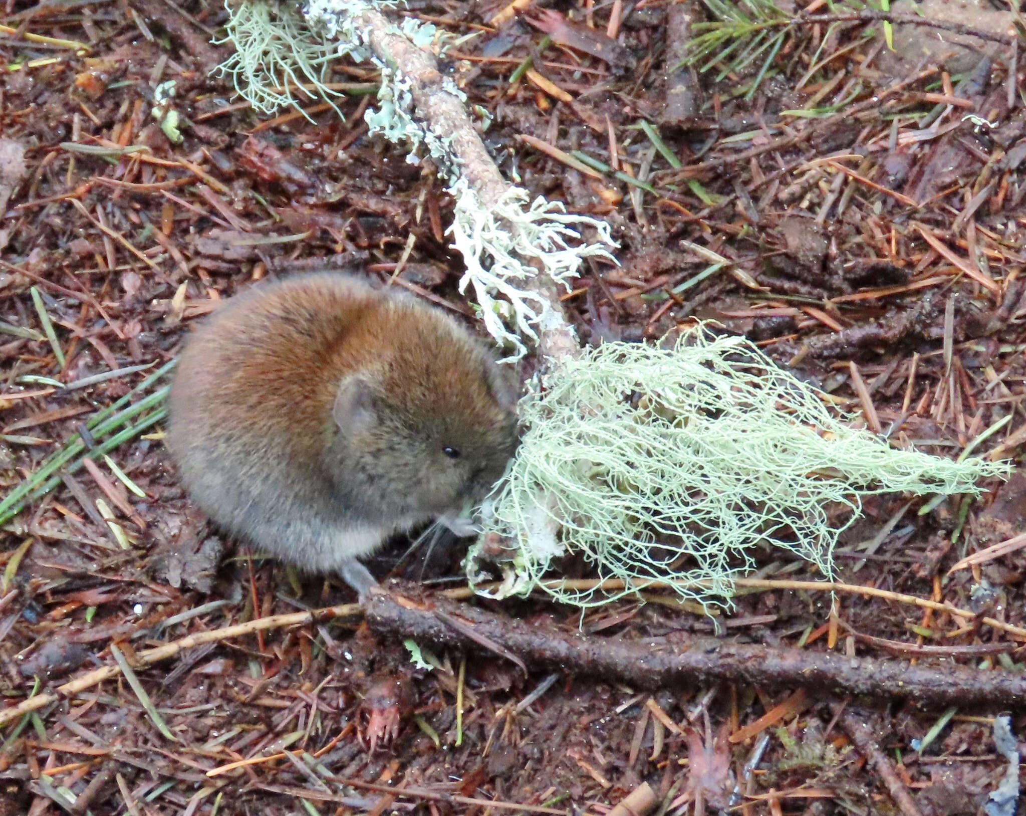 Image of Revillagigedo Island Red-backed Vole