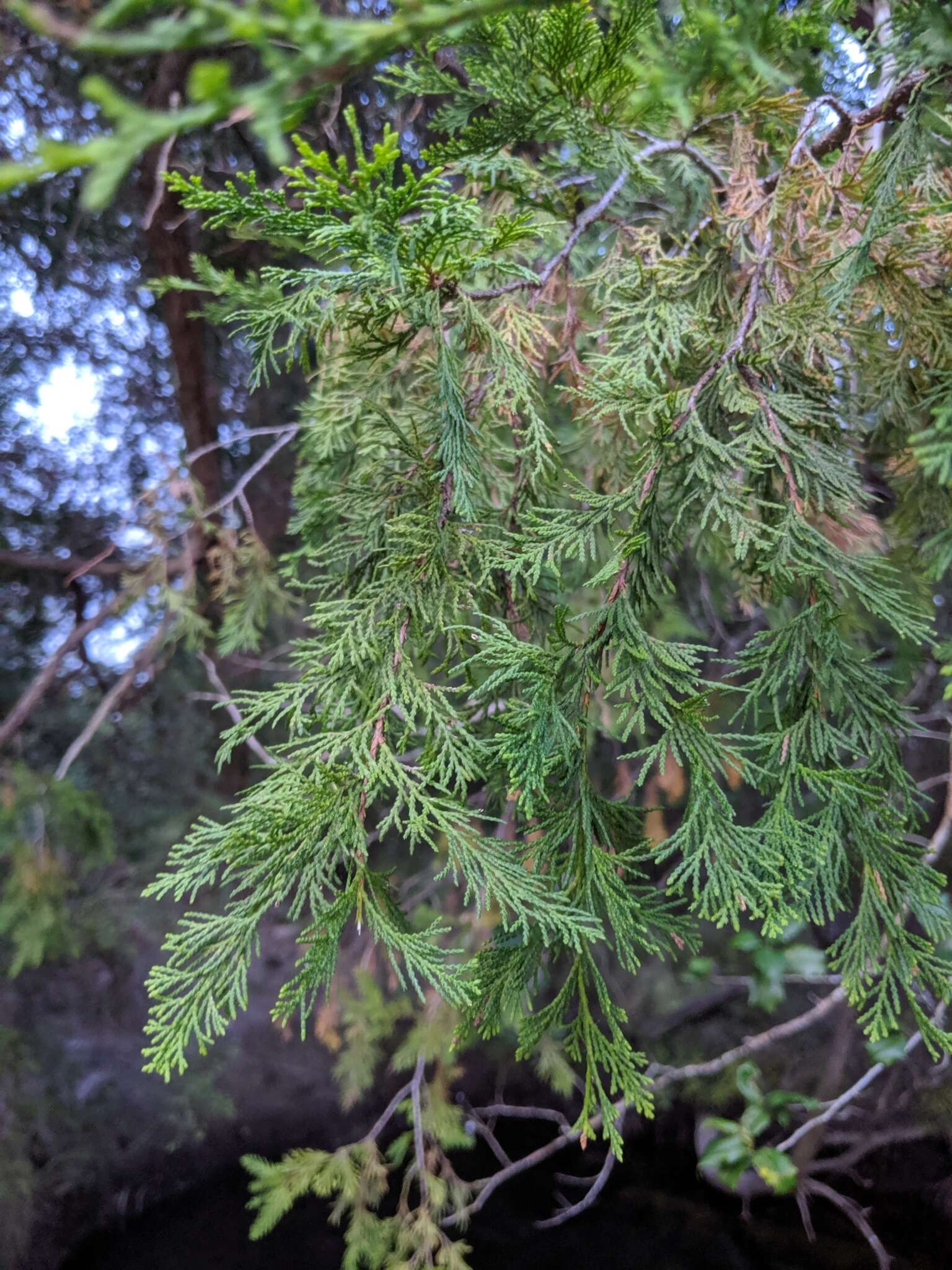 Image of Atlantic White Cedar