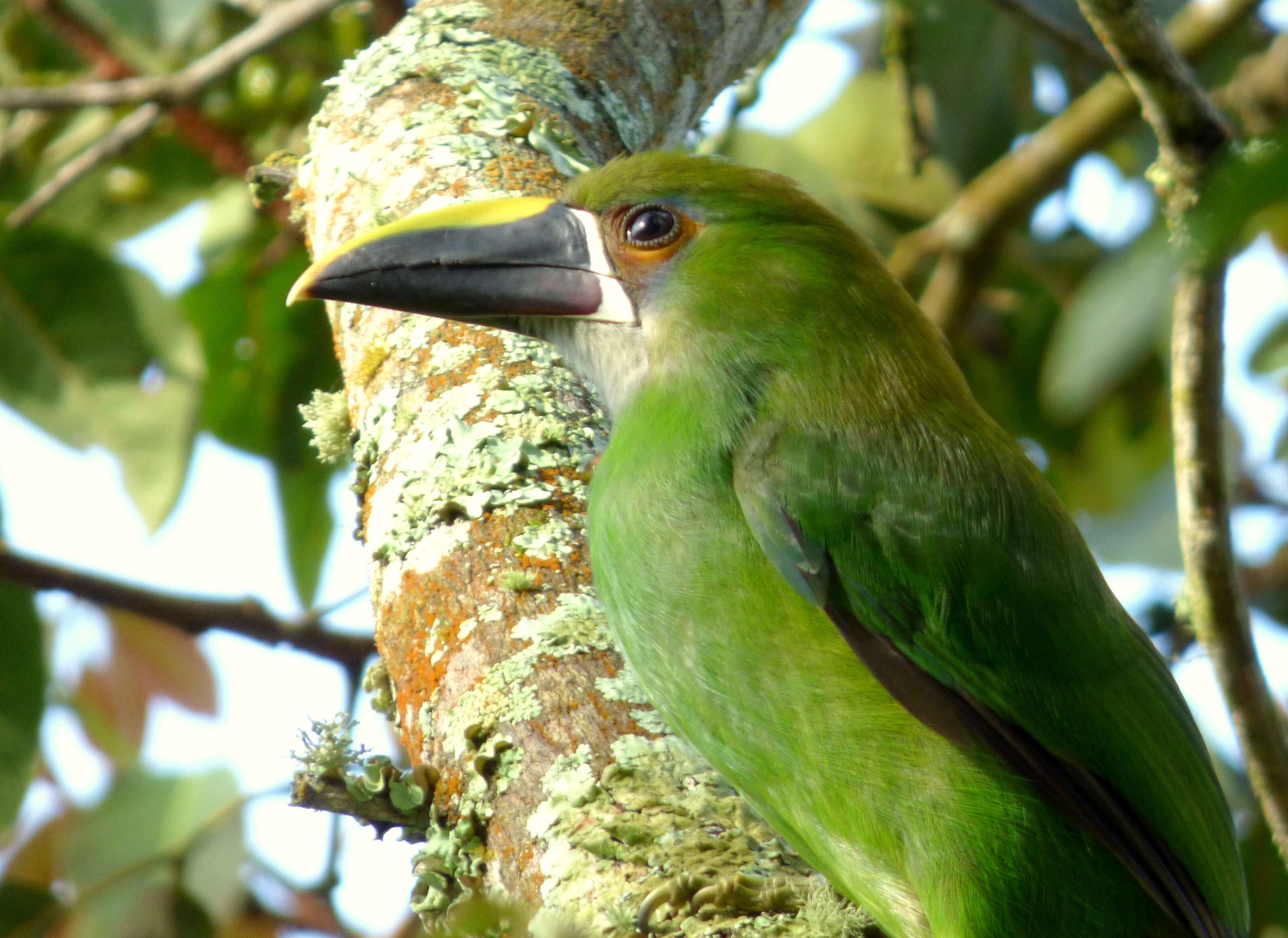 Image of Greyish-throated Toucanet