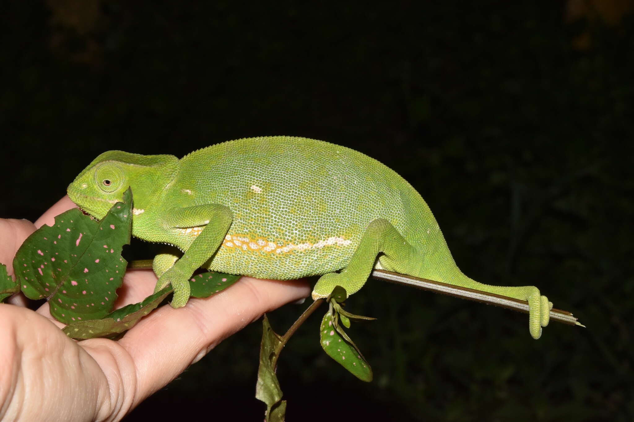 Image of Common African Flap-necked Chameleon