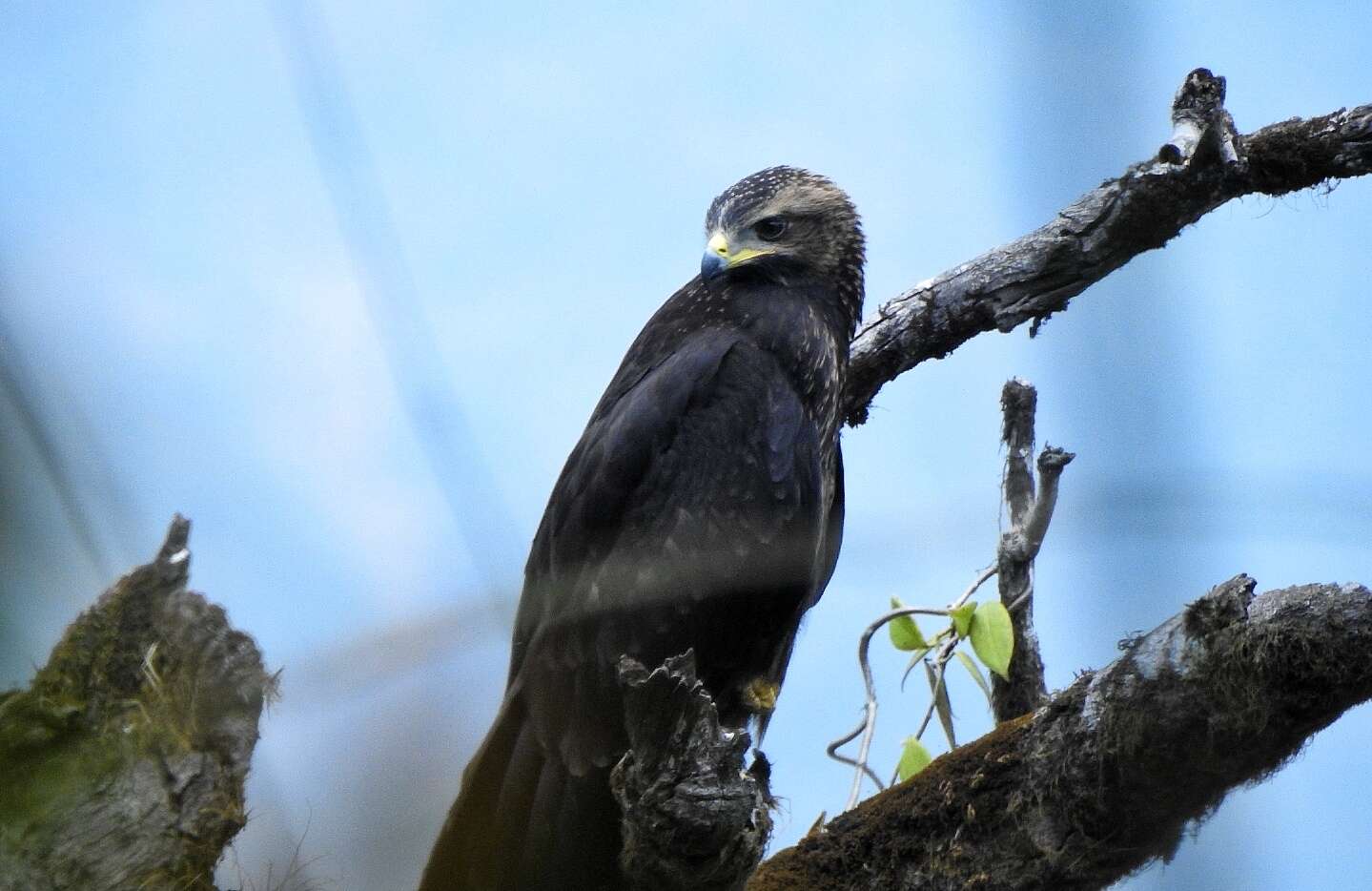 Image of Black Eagle