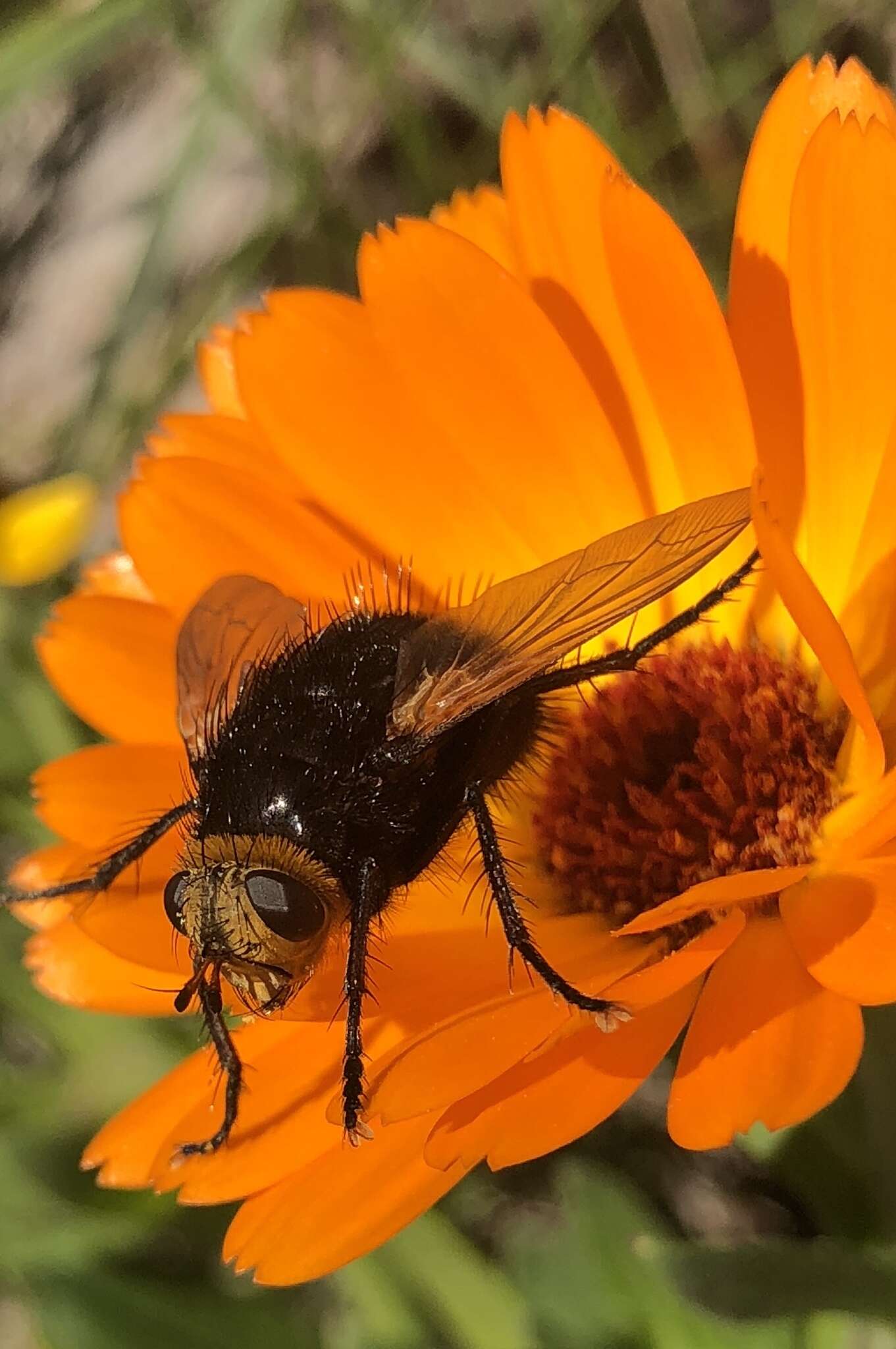 Image of giant tachinid fly