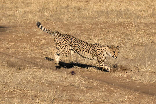 Image of Namibian cheetah