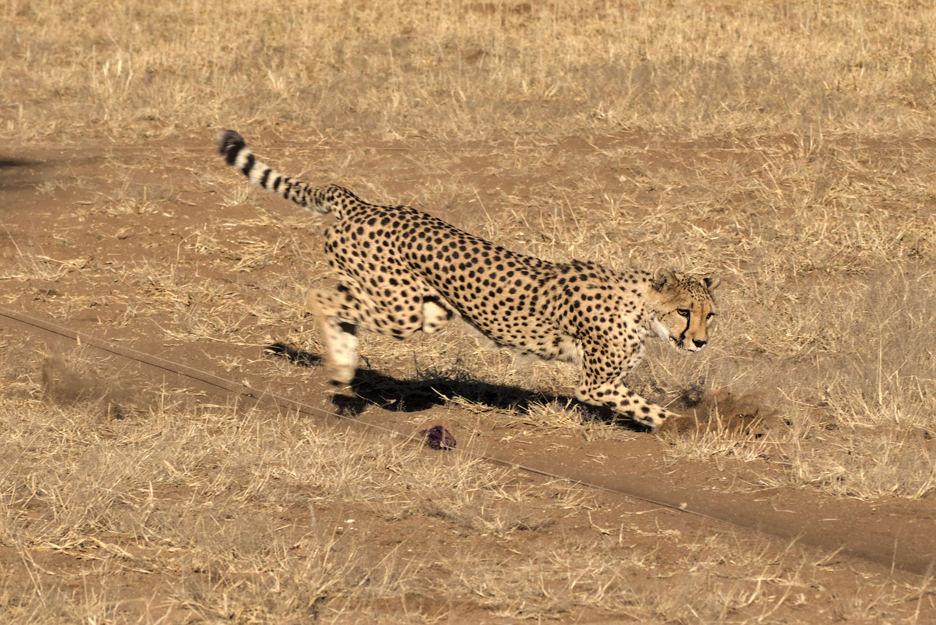 Image of Namibian cheetah