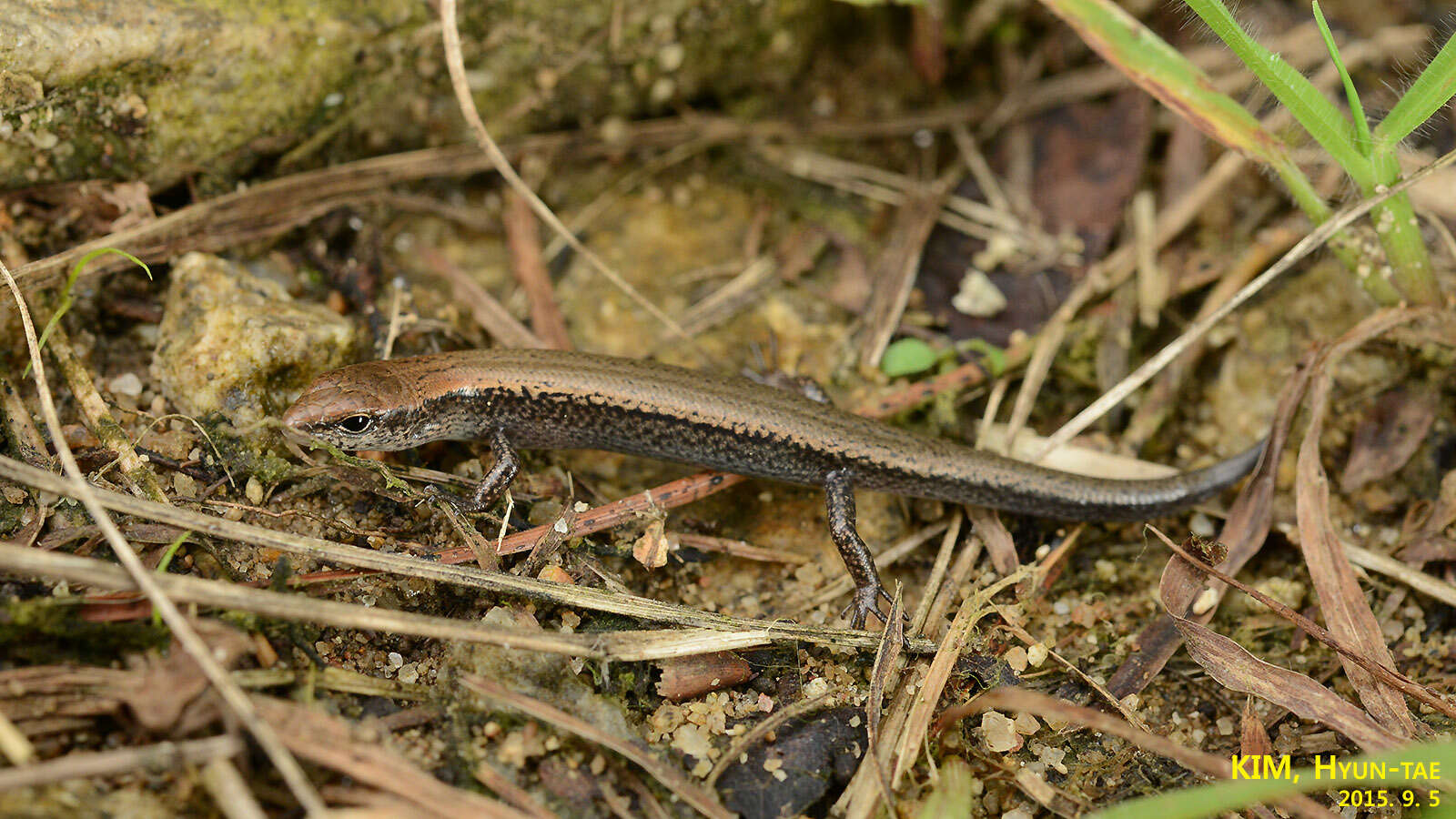 Image of Tsushima Ground Skink