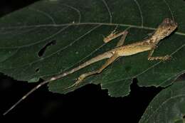 Image of Dusky Earless Agama