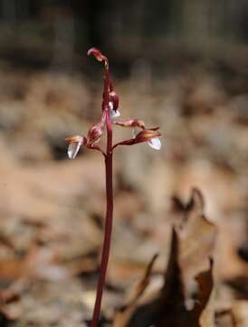 Image of Spring coralroot