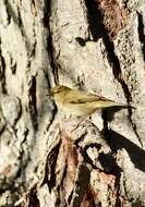 Image of Common Chiffchaff